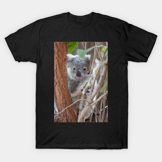 Baby Koala, Australian Wildlife T-Shirt by AndrewGoodall